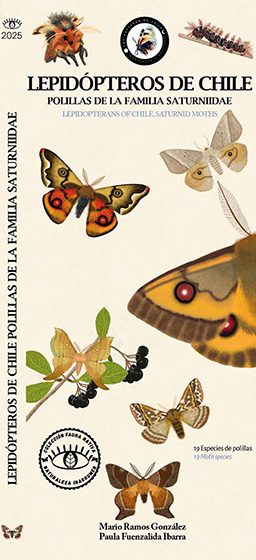  Lepidópteros de Chile, polillas de la familia Saturniidae
